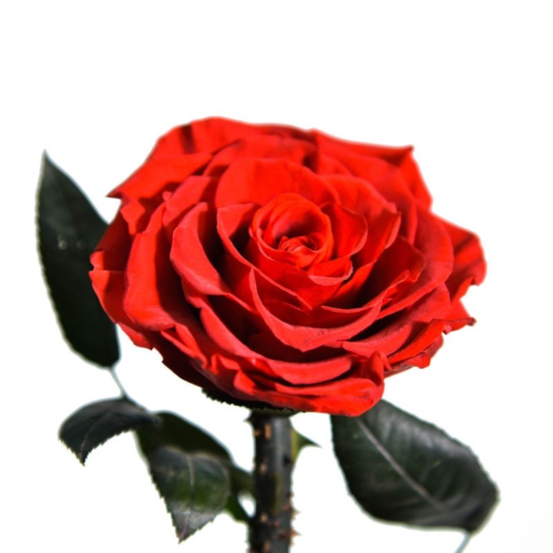 Supreme Eternal Rose with Designer Bell (Choice of color)