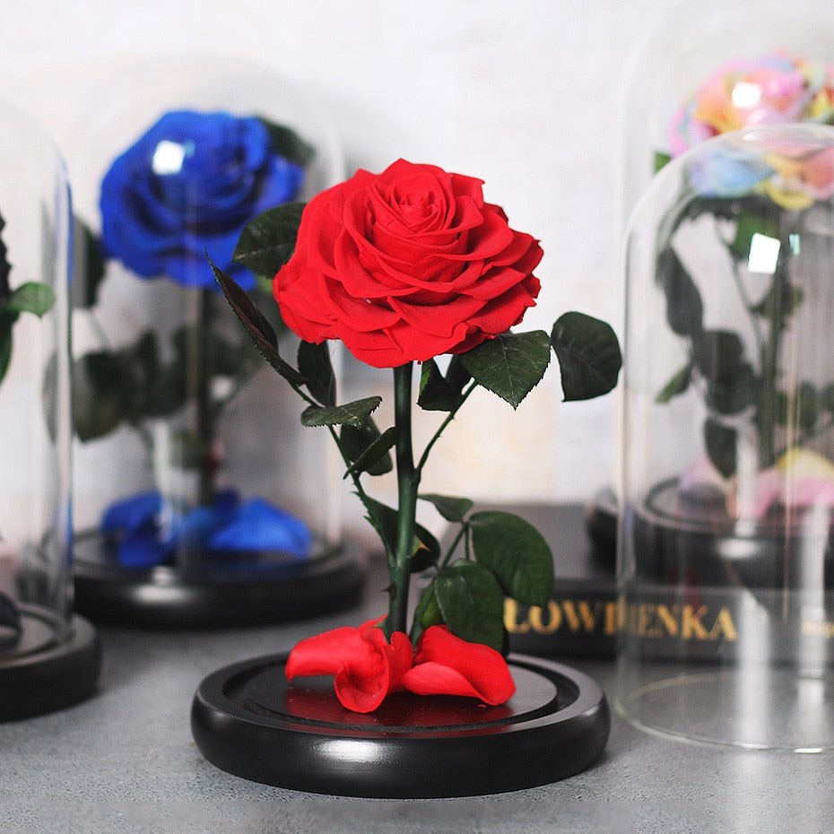 Multicolored Supreme Eternal Rose
