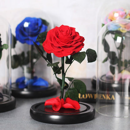 Multicolored Supreme Eternal Rose