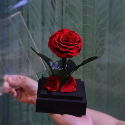 Eternal Rose Luxury Collection (Choice of Style)