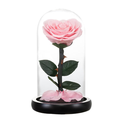 Eternal Rose Luxury Collection (Choice of Style)