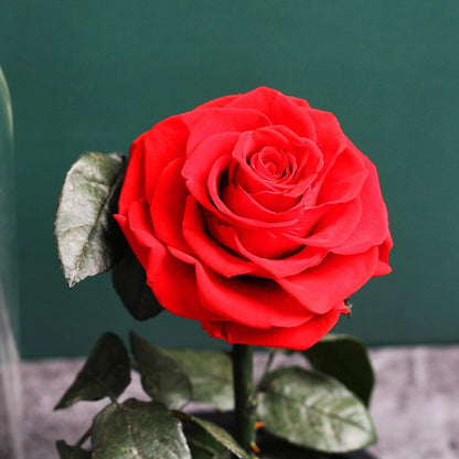 Eternal Roses Under Bell (Prenium) - Eternal Rose Store